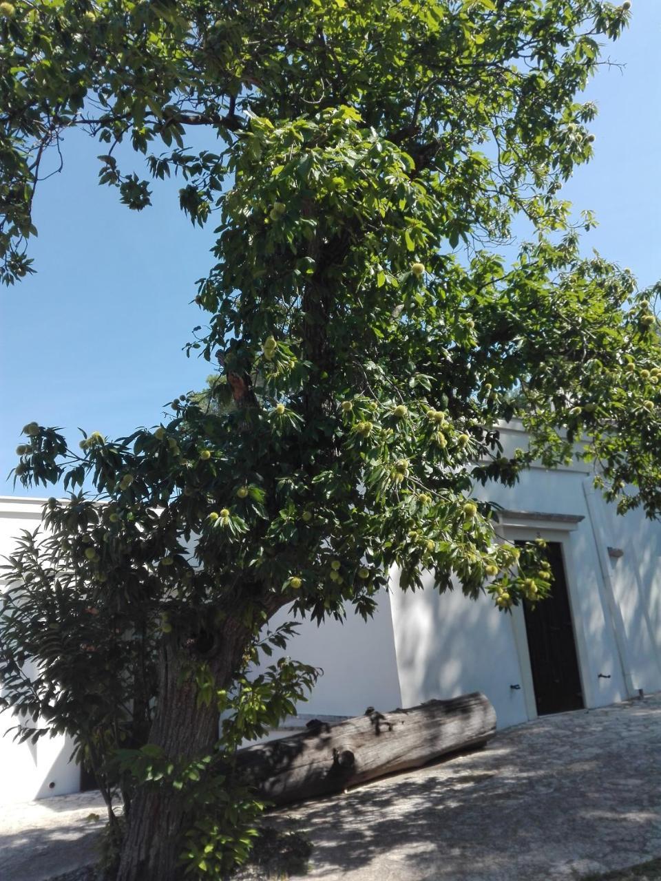 B&B Villa Rosanna Fasano Eksteriør bilde